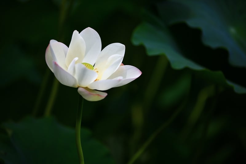 Lotus Pose with Hands on Knees